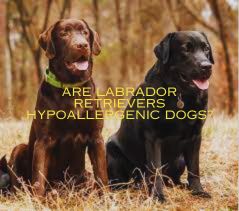 Are Labrador Retrievers Hypoallergenic Dogs