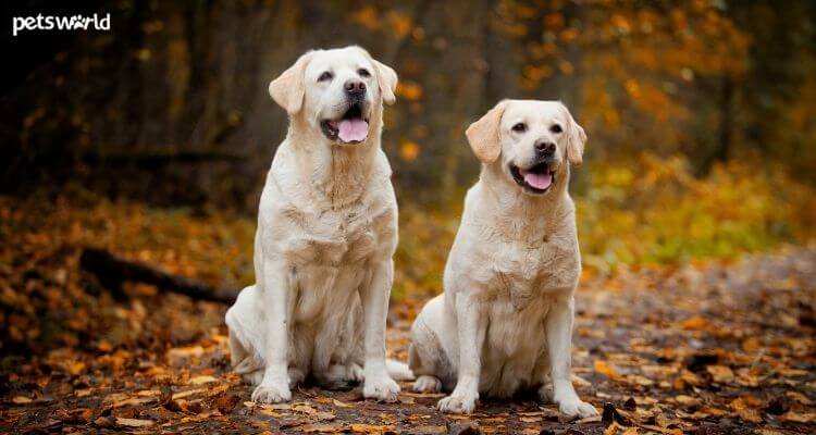 Labrador Reteriver care tips