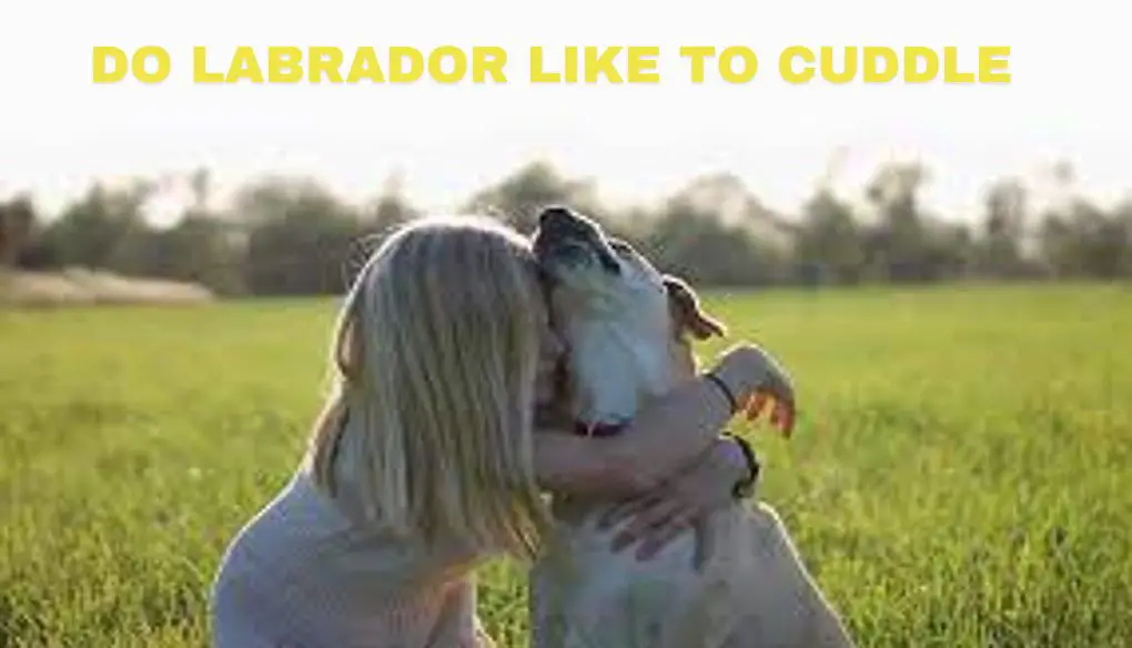 do Labrador like to cuddle