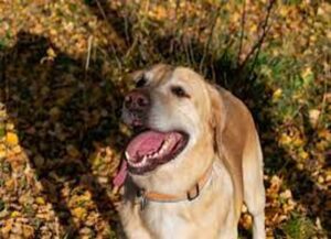 are Labrador retriever aggressive