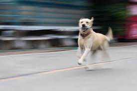 How Fast Can a Labrador Retriever Run