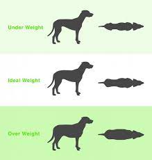 Labrador retriever ideal weight