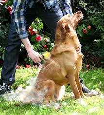 Can You Shave a Labrador Retriever