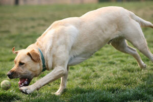 What Is the Bite Force of the Labrador Retriever?