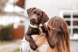 buy or adopt Labrador retriever