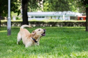 Do Labrador Retrievers Bark a Lot?