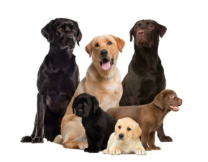 Labrador retriever colors